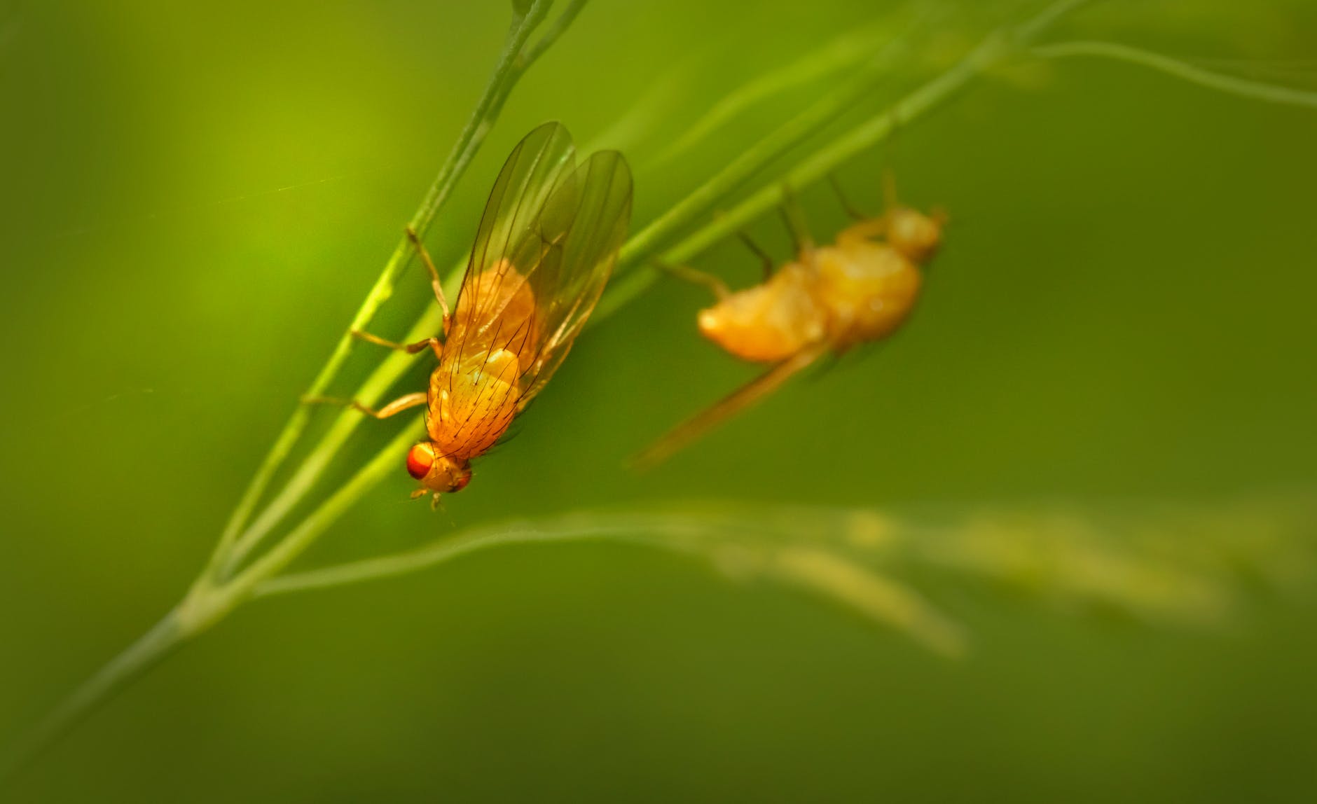 macro photo of a yellow fruit fly