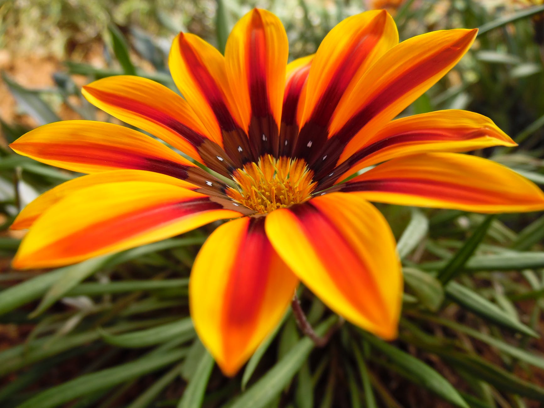 flower in close up photography