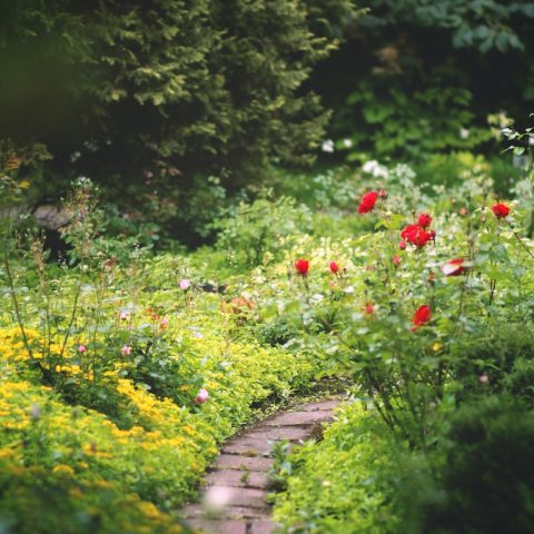 red flowers on green grass field during daytime