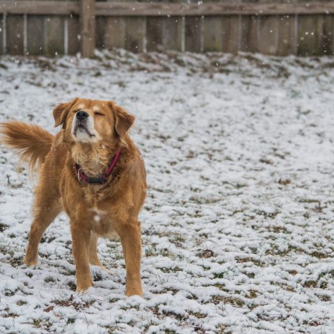 shallow focus photography of dog standing near wooden fence