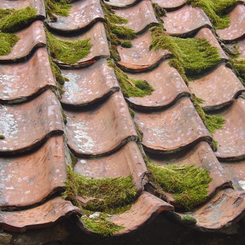 moss on roof