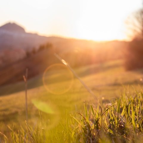 sun rays on green grass field