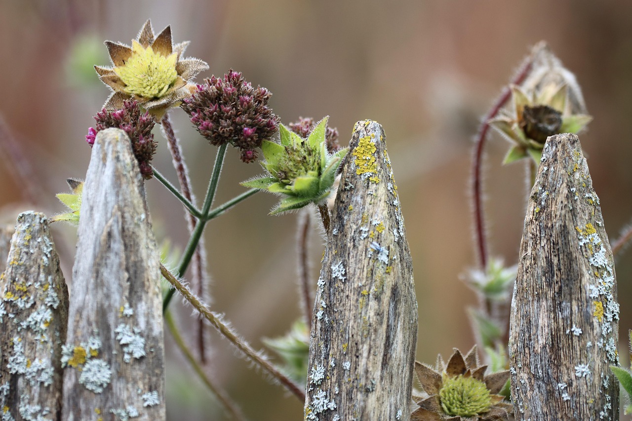 Tuinier die bladeren harkt van het gazon in september met kleurende herfstplanten op de achtergrond